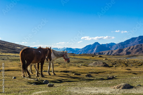 Mules and donkeys are the primary source to carry load in high altitude treks in Ladakh