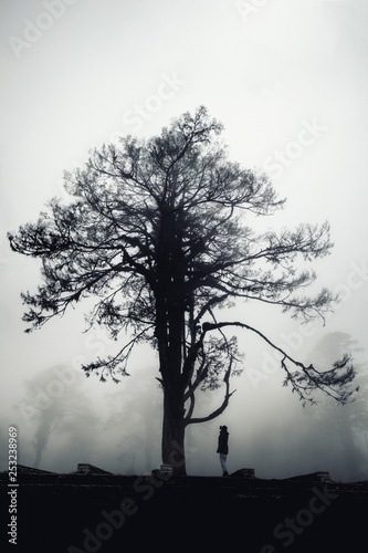 A dense layer of floating clouds came up to touch this tree with some awesomeness in forest of Dochu la  Bhutan