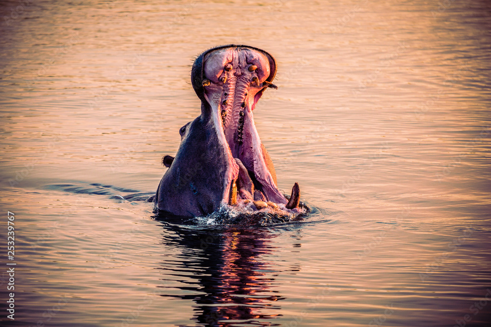 Fototapeta premium African Hippo