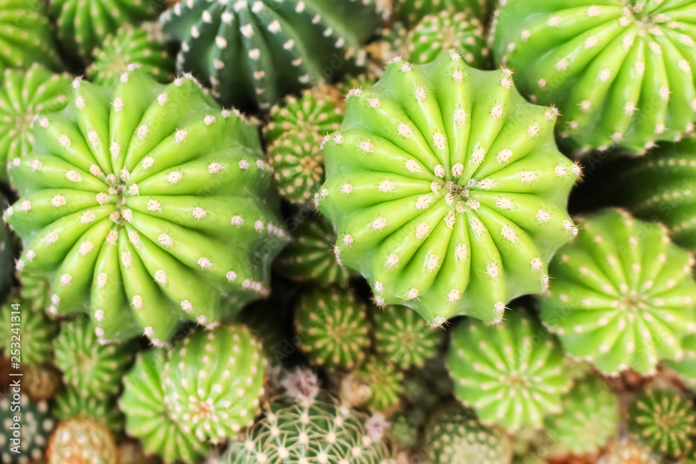 Patterns nature of echinopsis calochlora flowers, top view green cactus group blooming for background Patterns nature of echinopsis calochlora flowers, top view green cactus group blooming for background