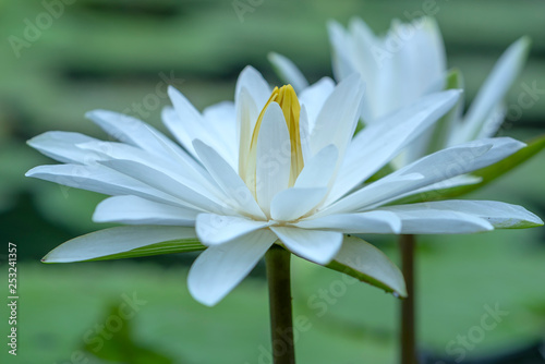 Water lilies bloom in the pond is beautiful. This is a flower that represents the purity, simplicity