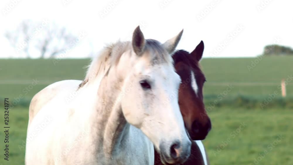 Wild horses in a Ranch playing. Elegant white and brown horses Wild horses in a Ranch playing. Elegant white and brown horses