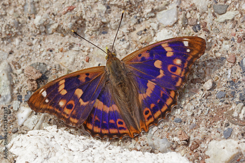 17.06.2018 DE, RLP, Mosel, Leiwen, Dhrontal Kleiner Schillerfalter Apatura ilia ([DENIS & SCHIFFERMšLLER], 1775) photo