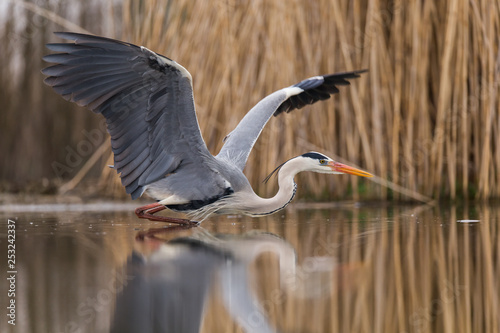 Bilde på lerret Grey Heron