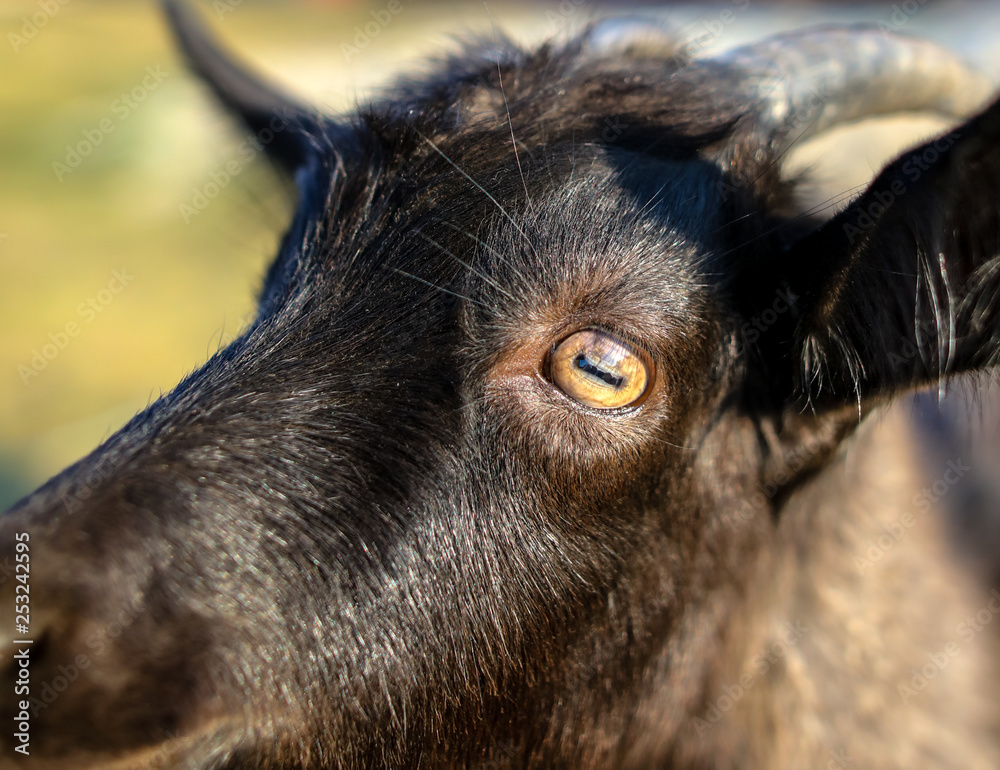 Fototapeta premium Portrait of a black goat in a pasture