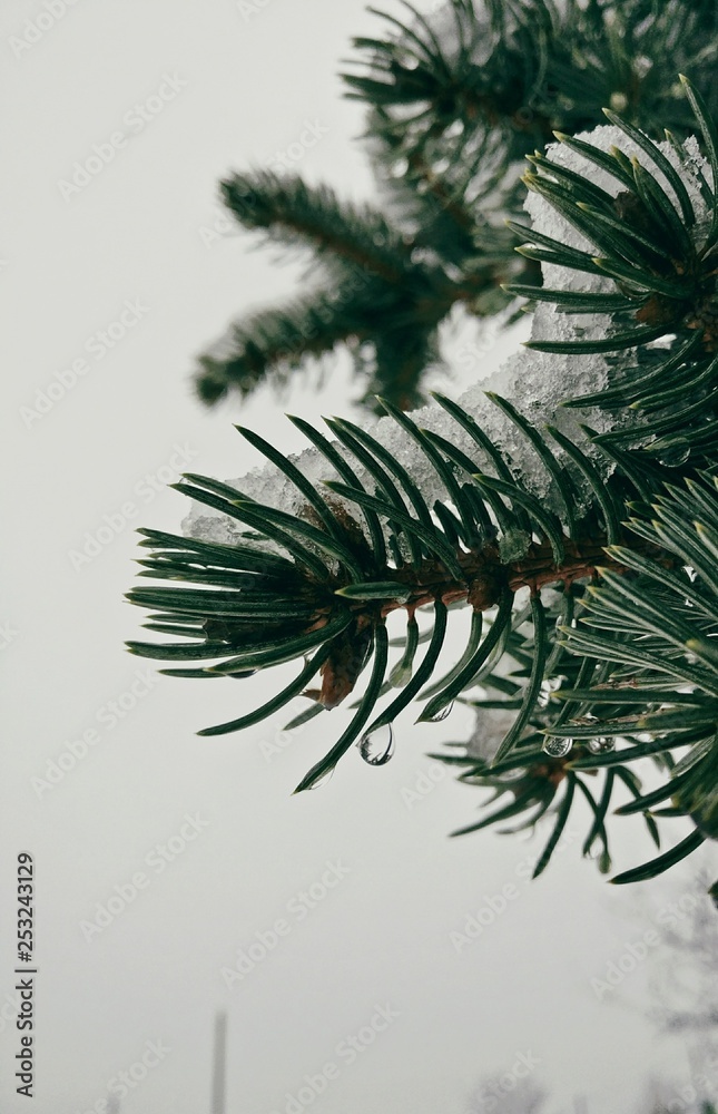 fir fir