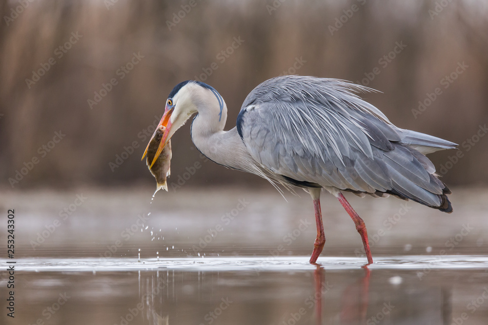 Fototapeta premium Grey Heron