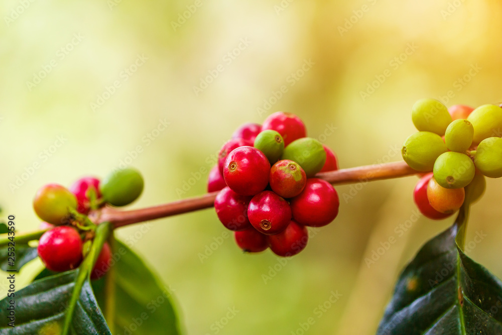 Obraz premium Coffee beans ripening, fresh coffee,red berry branch