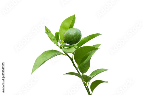 Fresh green lime on a branch with leaves Isolated on a white background