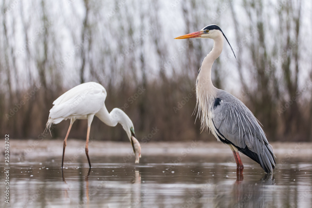 Obraz premium Grey Heron