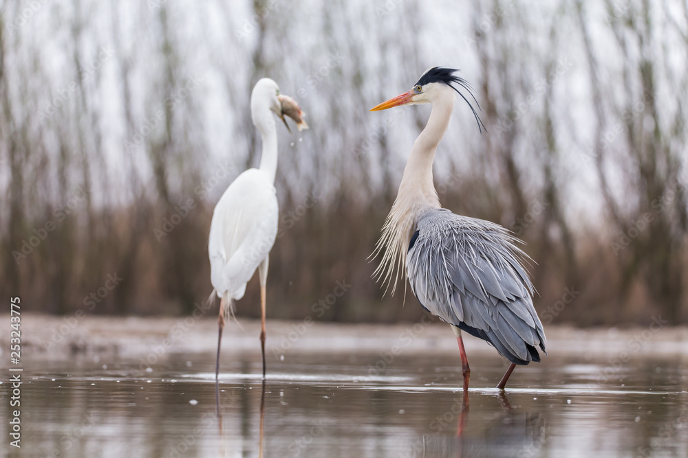 Obraz premium Grey Heron