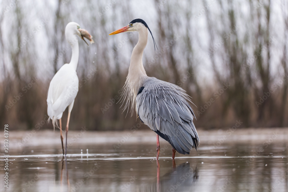 Fototapeta premium Grey Heron