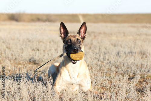 Dog with a ball of breed Belgian Shepherd Malinois in the grass