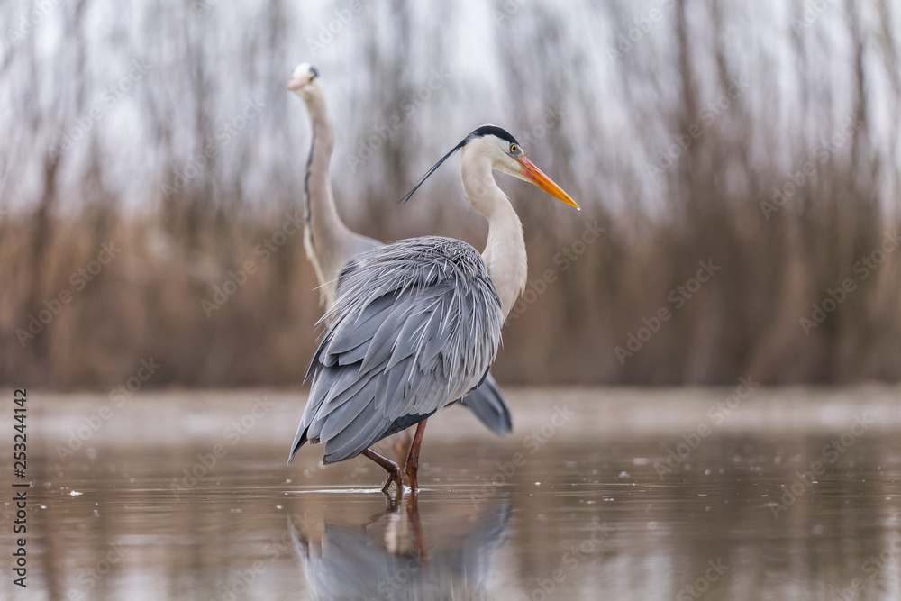 Fototapeta premium Grey Heron