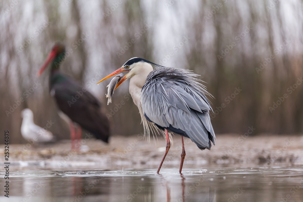 Fototapeta premium Grey Heron