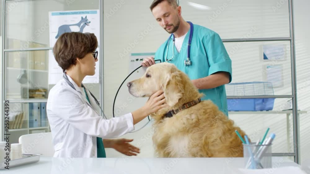Medium shot of female veterinarian and her male assistant showing how to put funnel cone on dog to owner Medium shot of female veterinarian and her male assistant showing how to put funnel cone on dog to owner