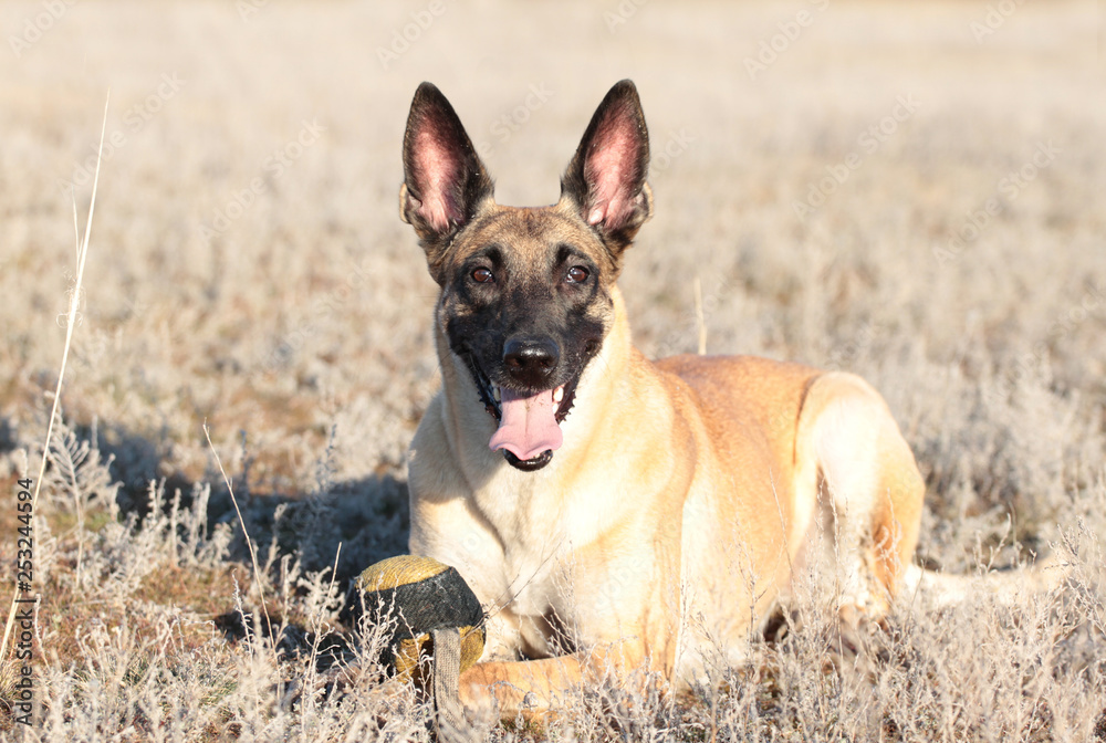 Dog with a ball of breed Belgian Shepherd Malinois in the spring grass Dog with a ball of breed Belgian Shepherd Malinois in the spring grass