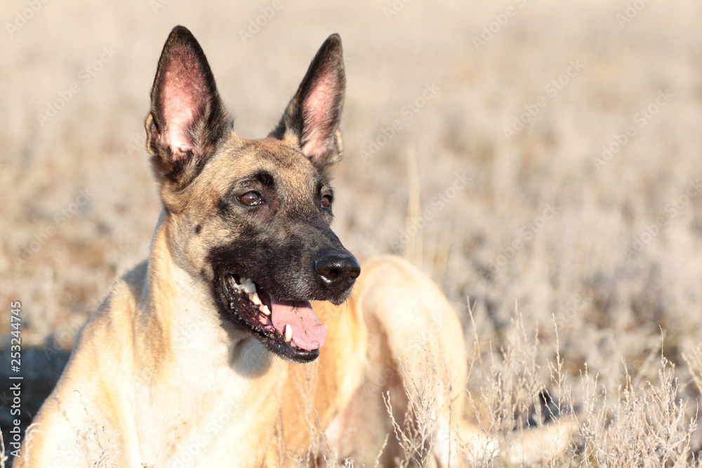 Spring Portrait of a beautiful dog breed Belgian Shepherd Malinois in the grass Spring Portrait of a beautiful dog breed Belgian Shepherd Malinois in the grass