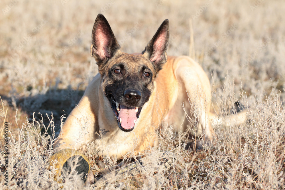 Dog with a ball of breed Belgian Shepherd Malinois in the spring grass Dog with a ball of breed Belgian Shepherd Malinois in the spring grass