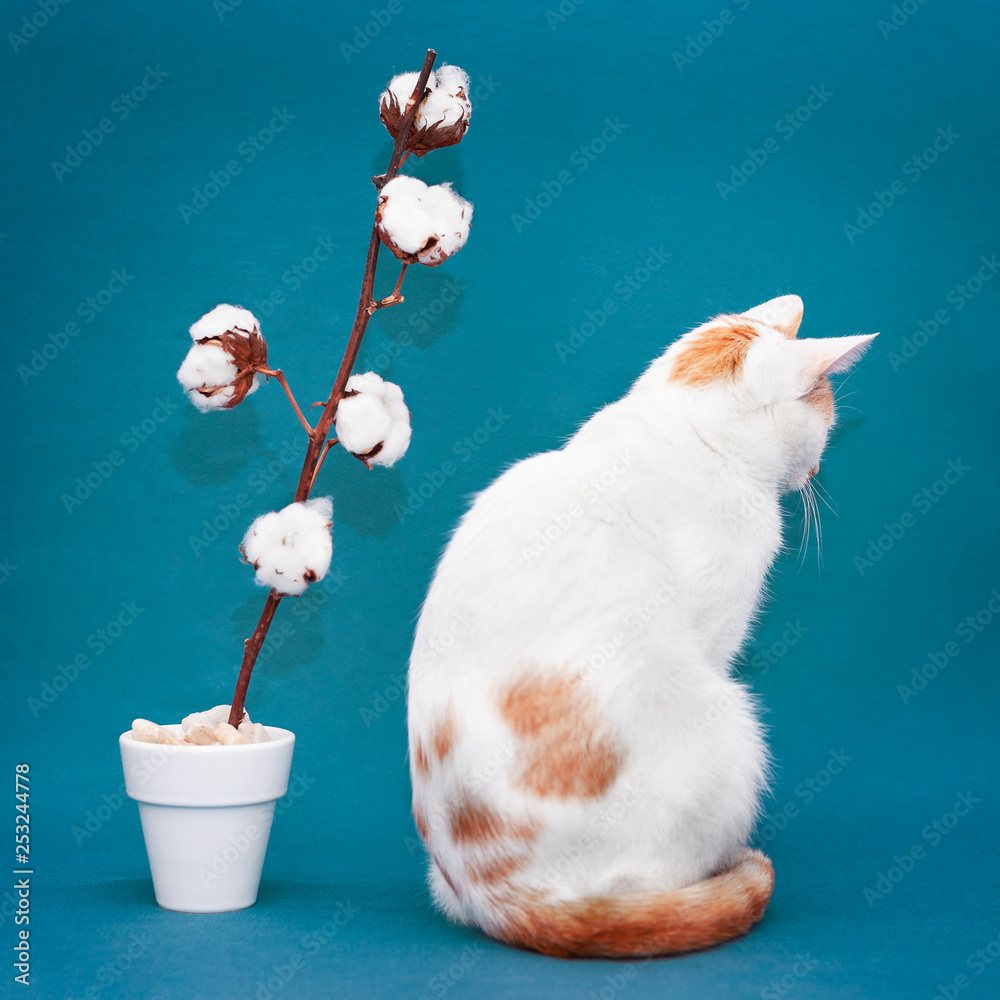 chat blanc et roux tourne le dos à une fleur de coton devant un fond uni  bleu vert Stock-Foto | Adobe Stock