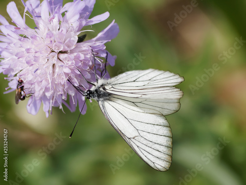 Papillon mâle, le Gazé ou Piéride de l'Aubépine (Aporia crataegi) photo