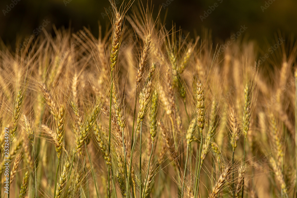 Barley Field in Sunset