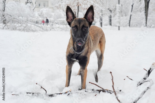 mammal, animal, dog, malinois, white, snow, winter, nature, belgian malinois, meadow, park, chain, purebred, working dog, obedient, young, canine, cute, cold, sheepdog, bushes, fawn, landscape, posing