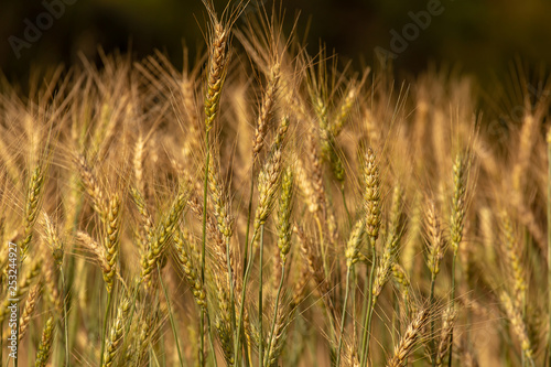 Barley Field in Sunset