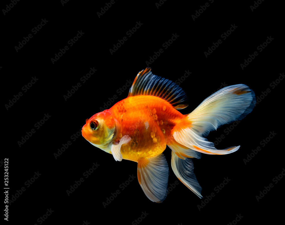 goldfish isolated on a dark black background goldfish isolated on a dark black background
