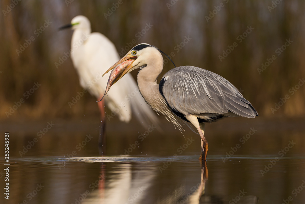 Fototapeta premium Grey Heron