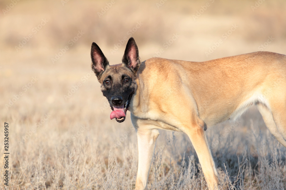 Spring Portrait of a beautiful dog breed Belgian Shepherd Malinois in the grass Spring Portrait of a beautiful dog breed Belgian Shepherd Malinois in the grass
