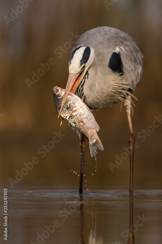 Grey Heron