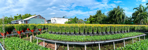 The garden above the water of Yellow Daisies is seen from above, blooming during the harvest. They are hydroponic planted in gardens along the Mekong Delta of Vietnam