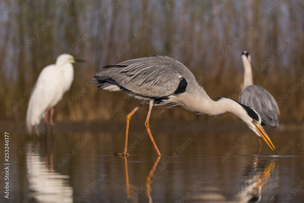 Fototapeta premium Grey Heron