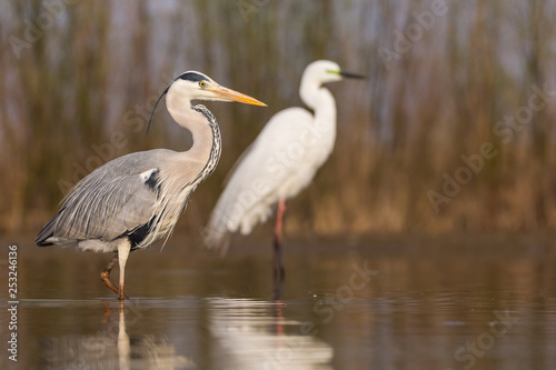 Grey Heron