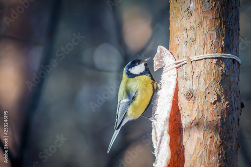 Fotografie hungry wild bird titmouse on a tree in spring forest