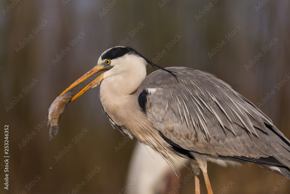 Fototapeta premium Grey Heron