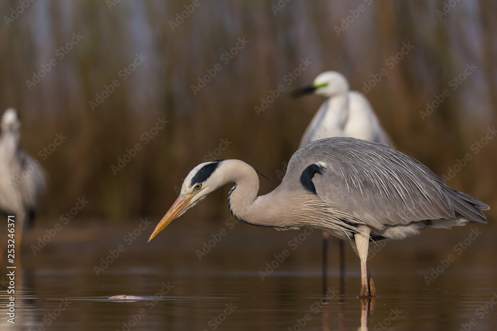 Naklejka premium Grey Heron