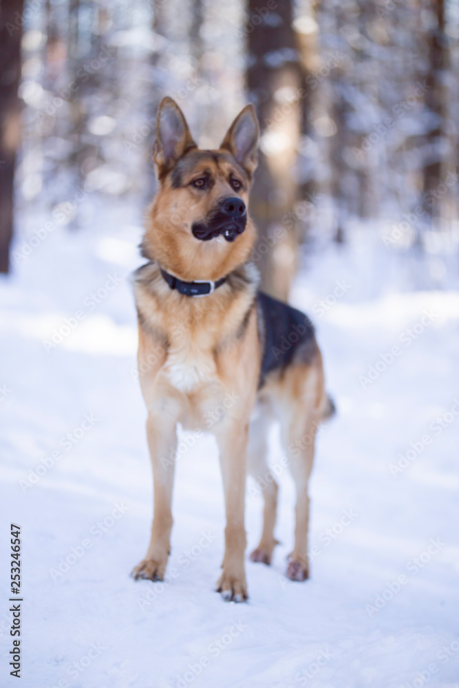 Dog walks in the Park in winter