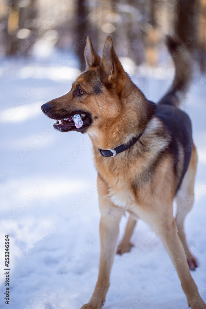 Dog walks in the Park in winter Dog walks in the Park in winter