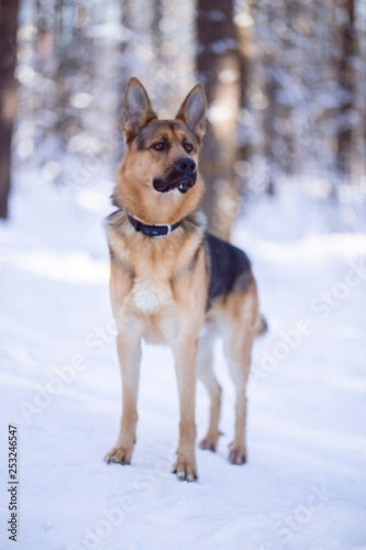 Dog walks in the Park in winter