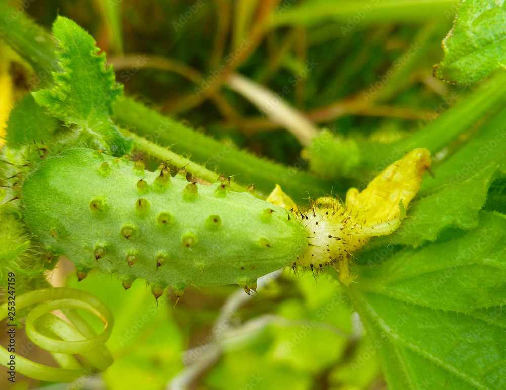 Green yang small cucuvber growing in greenhouse Green yang small cucuvber growing in greenhouse