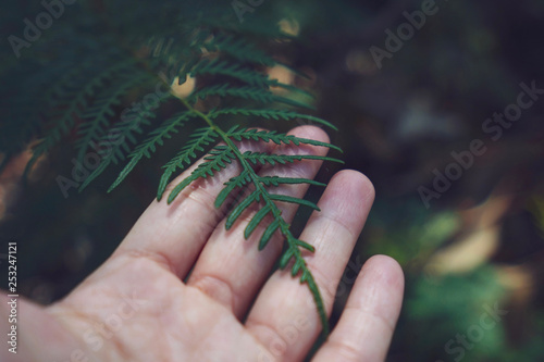 Hand holding green leaf in the nature forest, spring concept