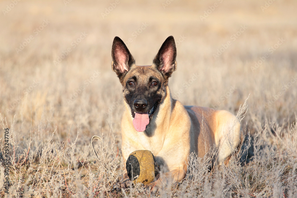 Dog with a ball of breed Belgian Shepherd Malinois in the spring grass Dog with a ball of breed Belgian Shepherd Malinois in the spring grass