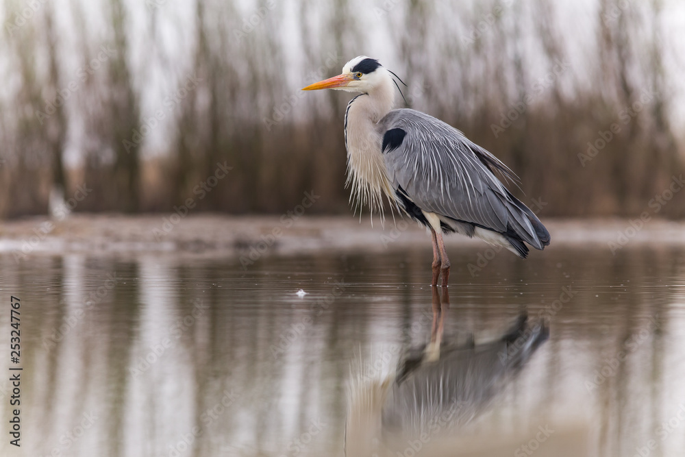 Fototapeta premium Grey Heron