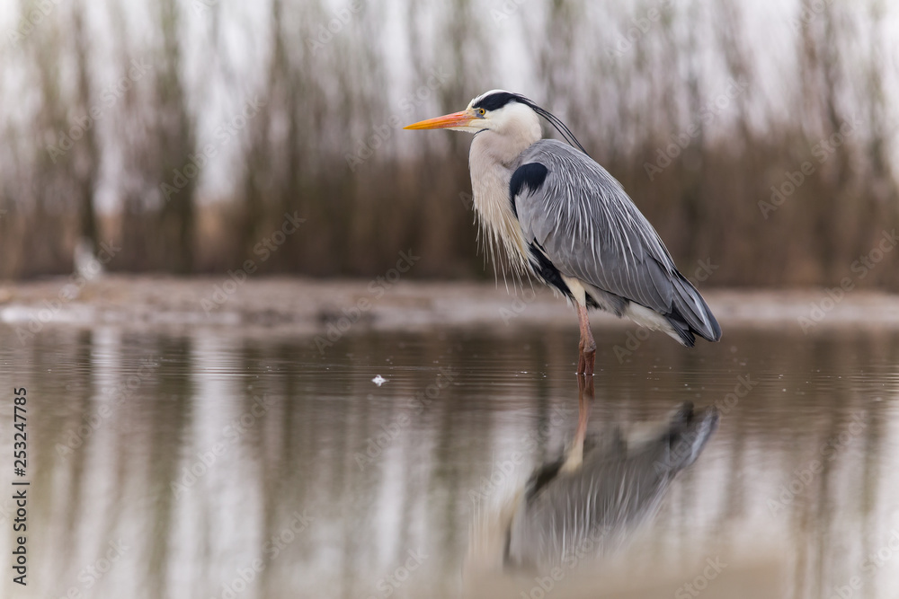 Fototapeta premium Grey Heron