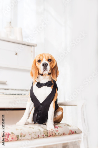 Dressed beagle dogs sitting in beautiful interior © OlgaOvcharenko