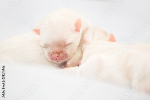 Newborn puppy. Shih-tzu dog