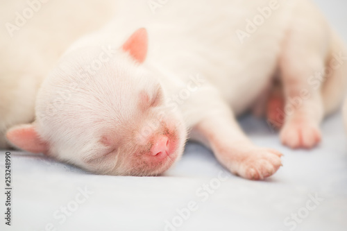 Newborn puppy. Shih-tzu dog © OlgaOvcharenko