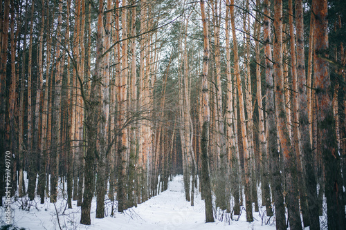 Winter photo of a wood with pine trees. Natural image from the spruce forest. Snowy weather.